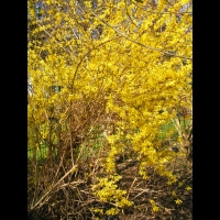 Forsythia cv. Beatrix Farrand (fam Oleacees) (02)